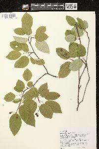 Amelanchier laevis image