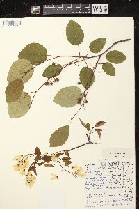 Amelanchier laevis image