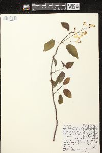 Amelanchier laevis image