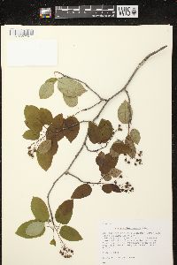 Amelanchier laevis image