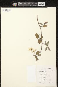 Amelanchier laevis image