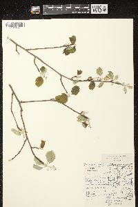 Amelanchier spicata image