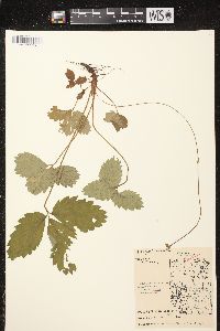 Fragaria vesca subsp. americana image