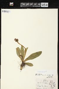 Hieracium aurantiacum image