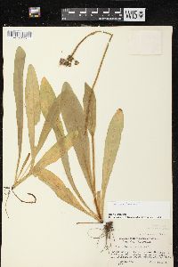 Hieracium aurantiacum image