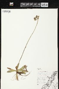 Hieracium aurantiacum image