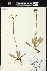 Hieracium aurantiacum image