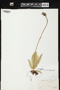 Hieracium aurantiacum image