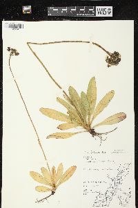 Hieracium aurantiacum image