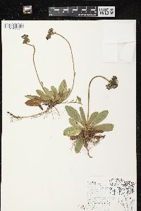 Hieracium aurantiacum image