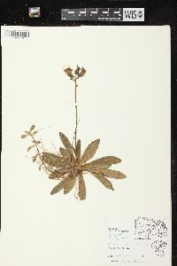 Hieracium aurantiacum image