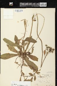 Hieracium aurantiacum image