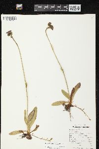 Hieracium aurantiacum image