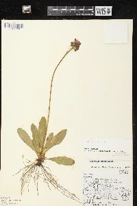 Hieracium aurantiacum image