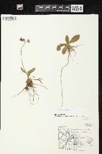 Hieracium aurantiacum image