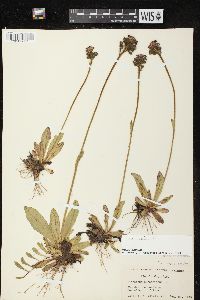 Hieracium aurantiacum image