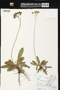 Hieracium aurantiacum image