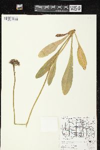 Hieracium aurantiacum image