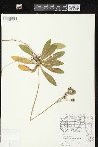 Hieracium aurantiacum image