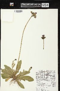 Hieracium aurantiacum image