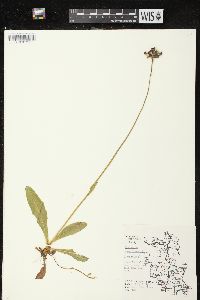 Hieracium aurantiacum image