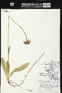 Hieracium aurantiacum image