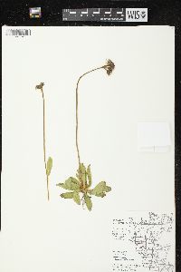 Hieracium aurantiacum image