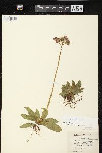 Hieracium aurantiacum image