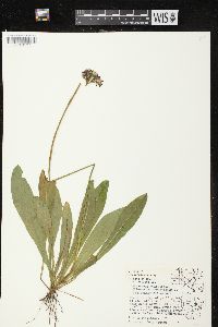 Hieracium aurantiacum image