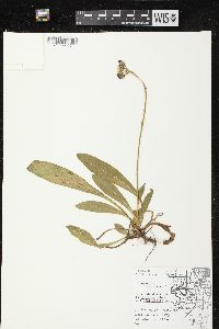 Hieracium aurantiacum image