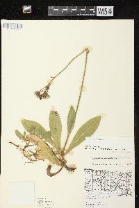 Hieracium aurantiacum image