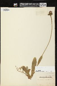 Hieracium aurantiacum image