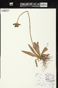 Hieracium aurantiacum image