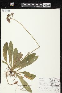 Hieracium aurantiacum image