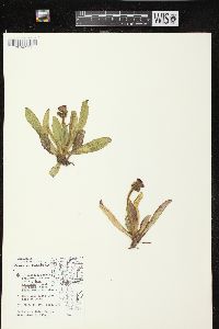 Hieracium aurantiacum image