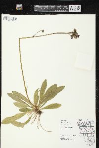 Hieracium aurantiacum image