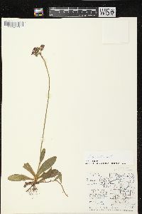 Hieracium aurantiacum image