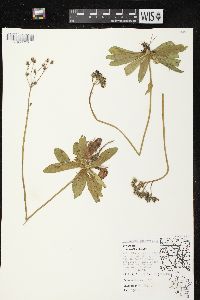 Hieracium aurantiacum image