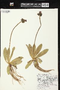 Hieracium aurantiacum image