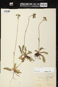 Hieracium aurantiacum image