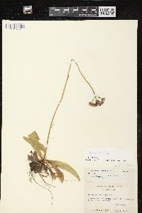 Hieracium aurantiacum image