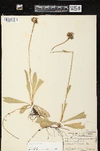 Hieracium aurantiacum image