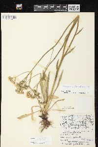 Hieracium piloselloides image