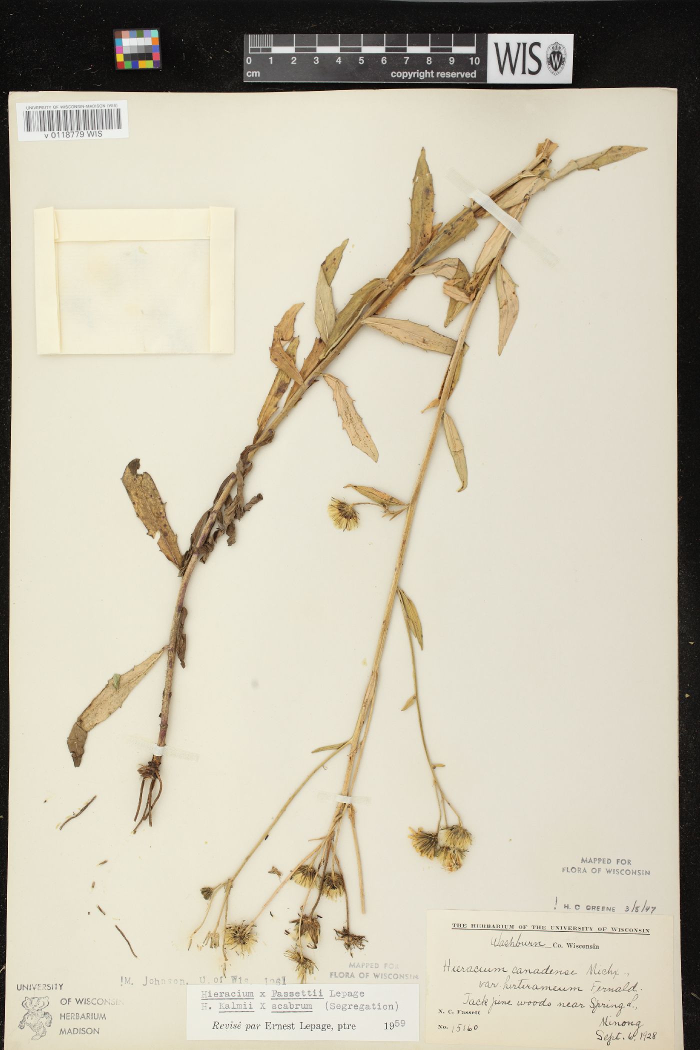 Hieracium x fassettii image