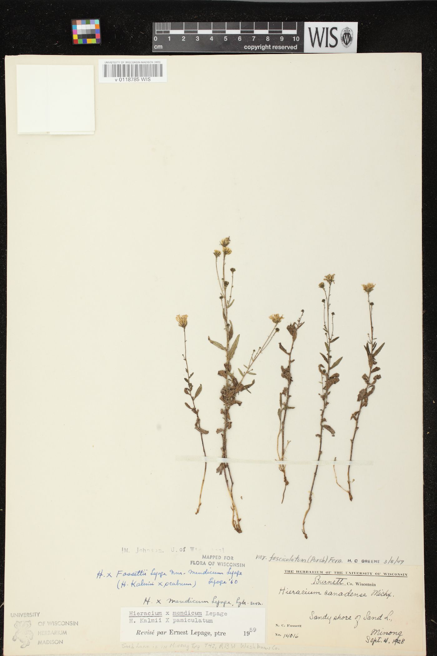 Hieracium x fassettii var. mendicum image