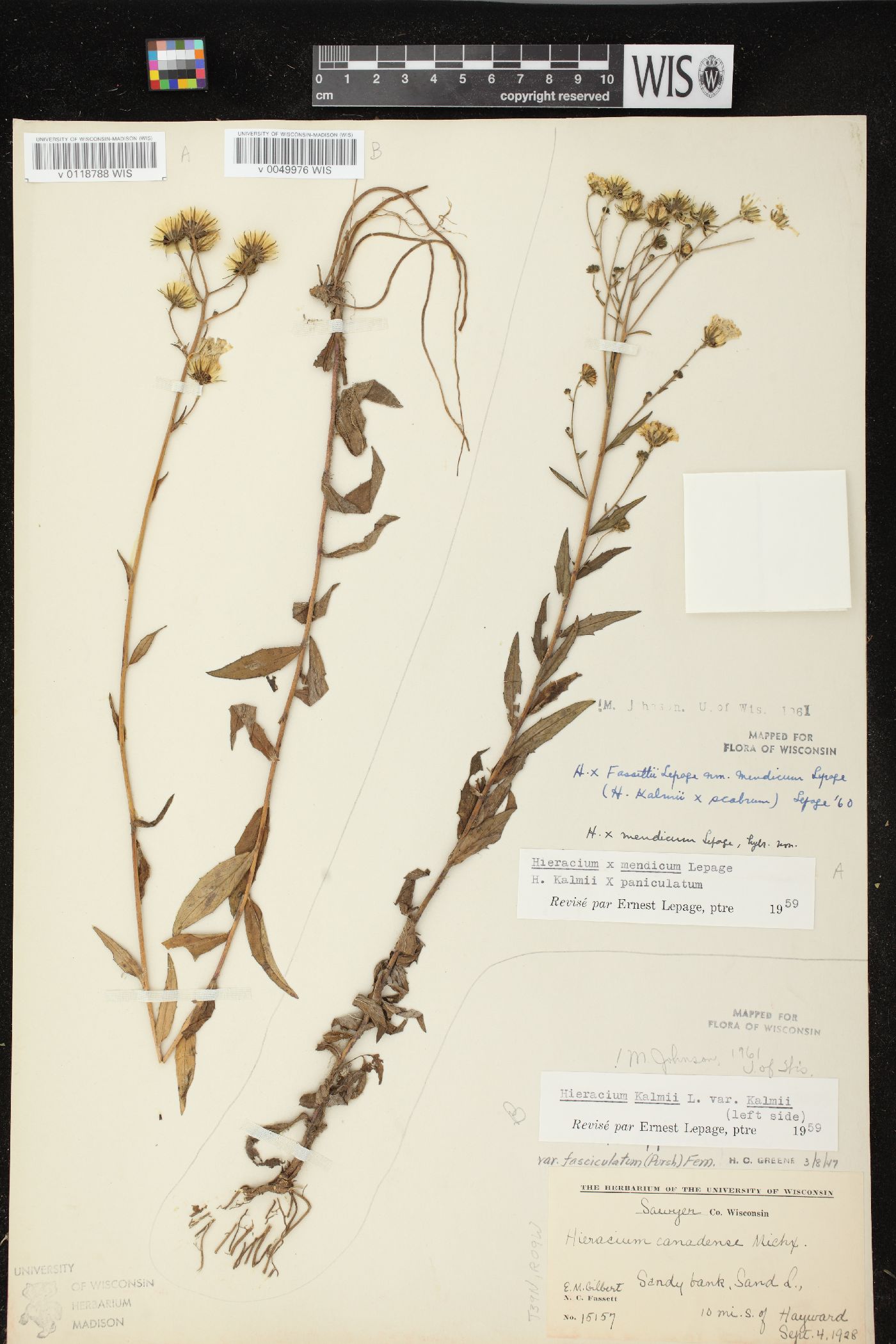 Hieracium x fassettii image