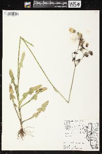 Sonchus arvensis image