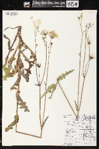 Sonchus arvensis image