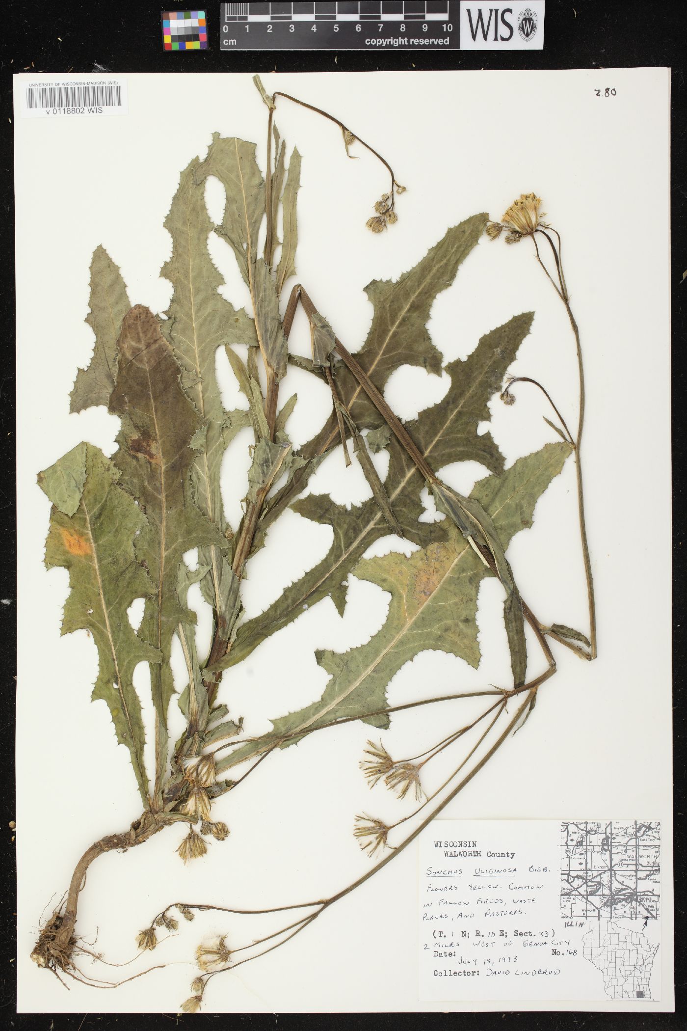 Sonchus arvensis image
