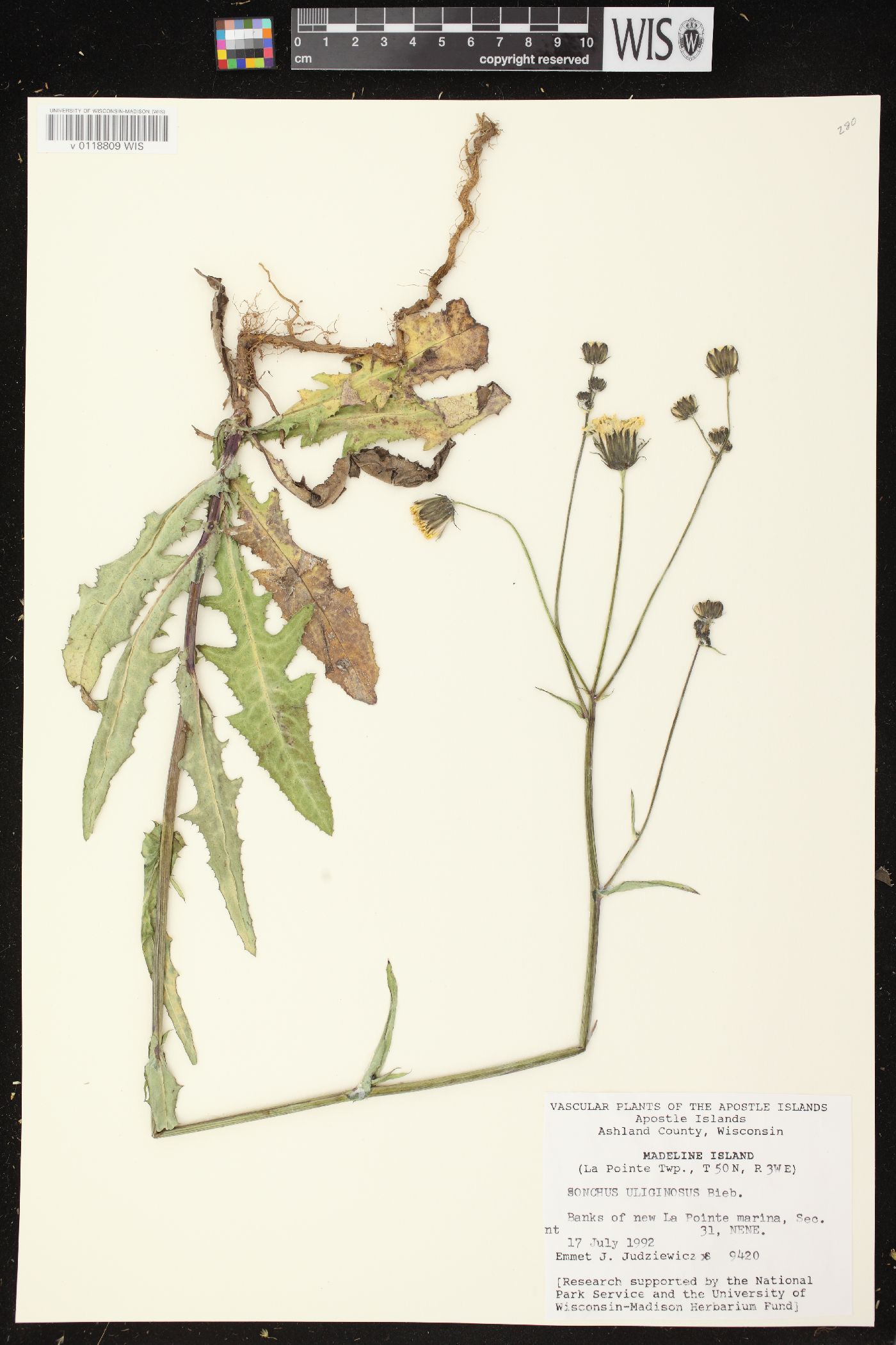 Sonchus arvensis image